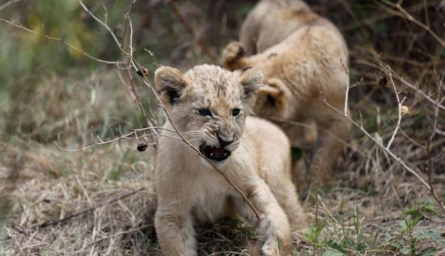 Víctor e Isabel, dos leones sudafricanos de dos meses marcan un pequeño hito de la ciencia: son los primeros del mundo en nacer tras ser concebidos por inseminación artificial. (Foto: EFE)