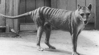 El multimillonario plan para revivir al tigre de Tasmania, extinguido hace 86 años