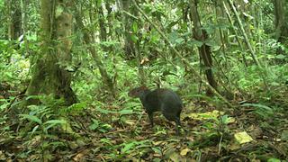 Perú: policía comunal usa cámaras trampa para monitorear fauna y detectar actividades ilícitas