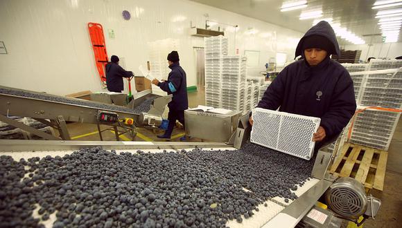 En el 2020, los arándanos se posicionaron en el puesto 11 de productos más demandados en China. (Foto: GEC)