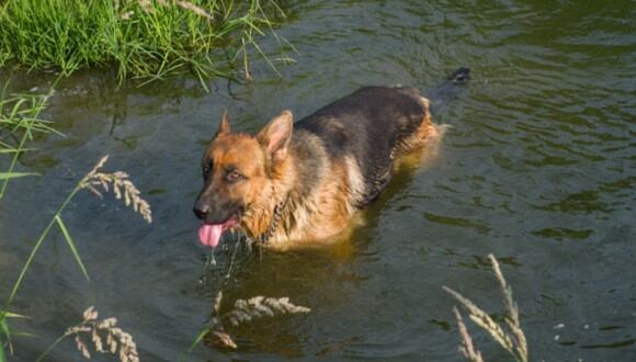 Heidi, una perrita de raza pastor alemán, salvó la vida de su amo tras nadar por 11 horas (Foto: Referencial/Freepik)