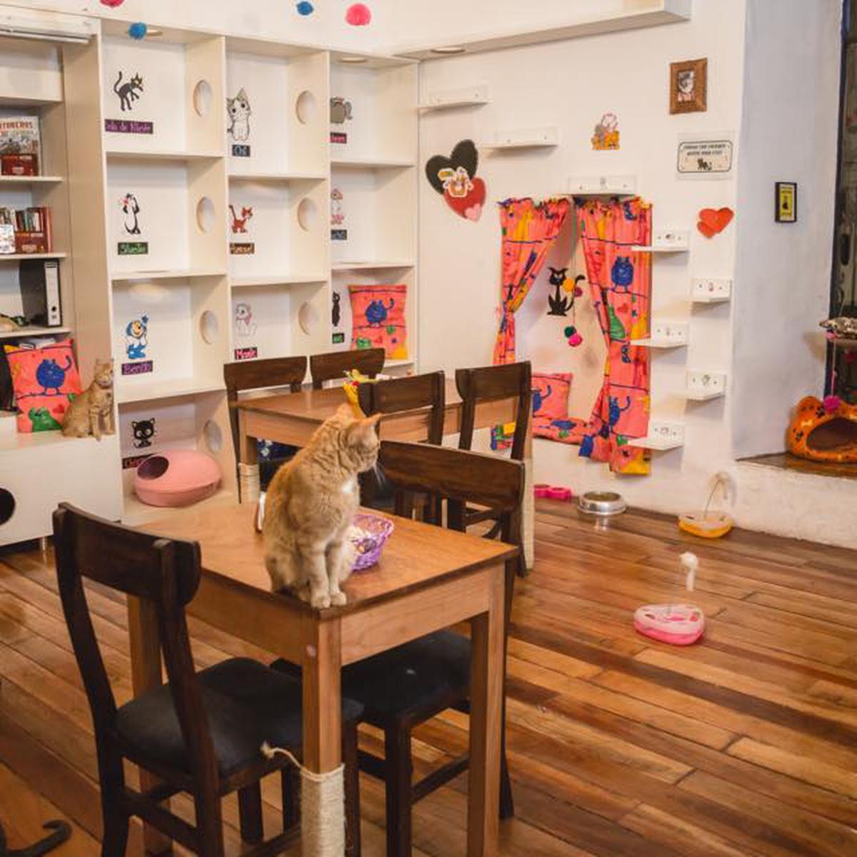 Día Internacional del Gato: 10 cafeterías en el mundo inspiradas en el  amoroso felino | Gato | Día del Gato | Perú | Cusco | VAMOS | EL COMERCIO  PERÚ