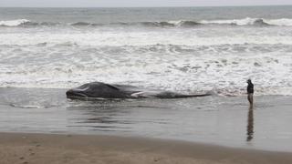 Un cetáceo de más de 7 metros varó en playa de Chiclayo