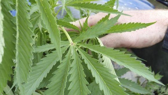 Áncash: incautan más de mil plantones de marihuana