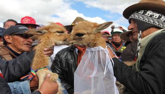 Vicuñas 'se casaron' en tradicional Chaccu en Pasco