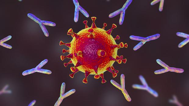 The Y-shaped antibodies attack the virus when it enters the body.