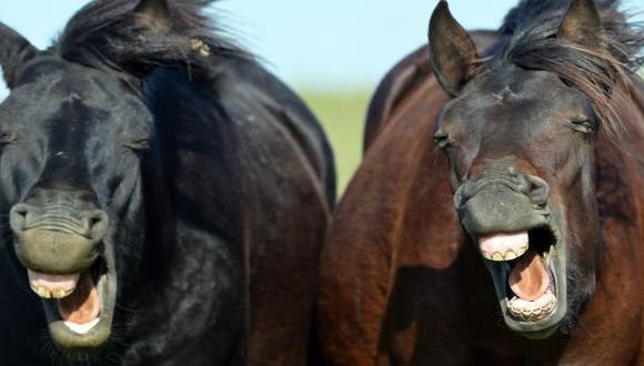 Los caballos serían capaces de reconocer las emociones humanas