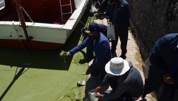 Desde hace meses, un extenso manto verde cubre la bahía interior de Puno. Se trata de la presencia de la lenteja de agua (‘Lemna gibba’), una planta acuática presente en la zona de forma recurrente desde hace años. (Foto: Carlos Fernández)