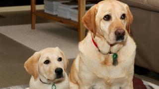 WUF: labrador empuja a otro en un carrito de juguete y cautiva a miles de personas 