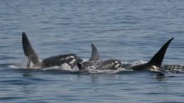 Hallan altos niveles de contaminante prohibido en una orca - 3