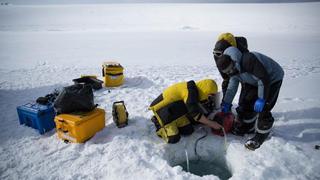 Un robot graba la vida bajo el hielo en la Antártida