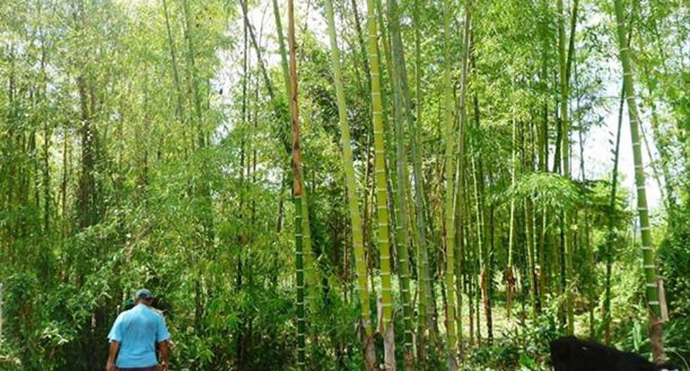 Con bambú protegerán riberas y reforestarán 750 hectáreas en Amazonas.
 (Andina)