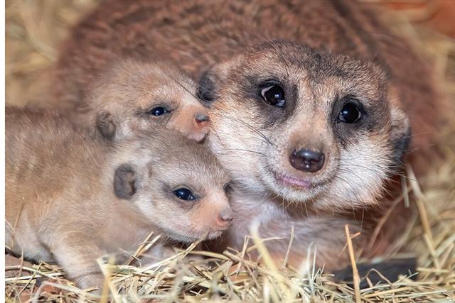 Las 2 crías generaron sensación en el personal del zoológico que tomó todos los cuidados para ver nacer bien a los pequeños. (Fotos: Facebook Miami Zoo)