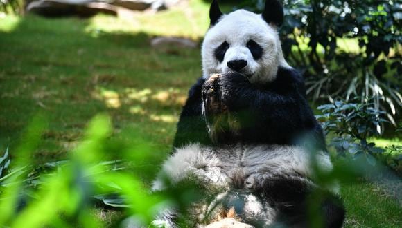 En esta foto de archivo tomada el 19 de mayo de 2020, el panda gigante An An come bocadillos en su recinto en el parque temático  Ocean Park en Hong Kong. (Foto: Anthony WALLACE / AFP)