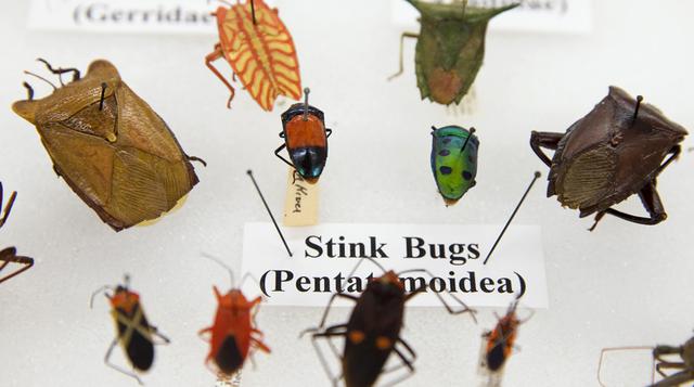 Una colección de insectos muy particular - 4