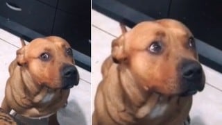 La tierna reacción de un perro tras hacer una travesura y ser descubierto por sus dueños