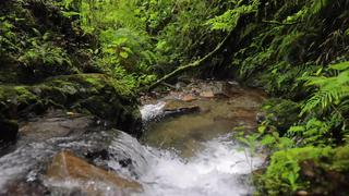 Gobierno de Cusco propone que Chuyapi Urusayhua sea Área de Conservación Regional | VIDEO