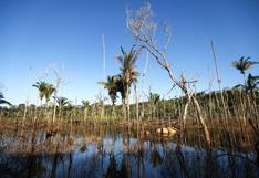 Amazonía: deforestación diaria por cultivos a escala en el Perú equivale al tamaño de 23 estadios