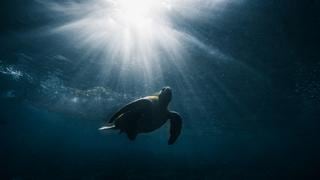 ¿Qué pasó con las tortugas marinas de Galápagos cuando se detuvo el turismo debido a la pandemia?