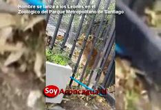 Chile: matan a dos leones en zoo para salvar a un joven suicida