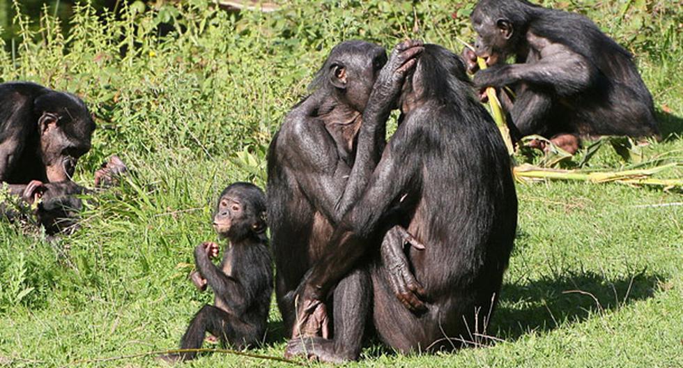 Hasta ahora se creía que los Chimpancés y bonobos no se habían cruzado; sin embargo, un estudio asegura que si lo hicieron. (Foto: Getty Images / Referencial)