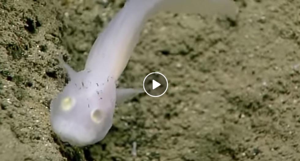 Este video de YouTube nos muestra cómo es que este \'pez fantasma\' apareció en todo su esplendor en esta investigación. (Foto: captura)