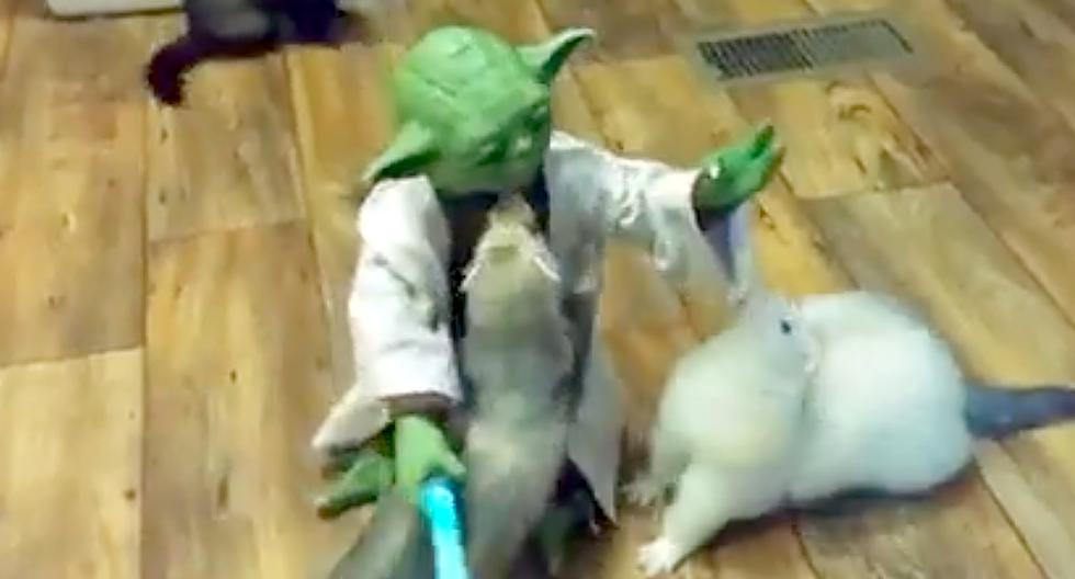 Yoda enseña a hurones el poder de la Fuerza. (Foto: Captura de YouTube)