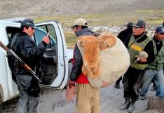 Moquegua: prisión preventiva para un cazador furtivo de vicuñas 