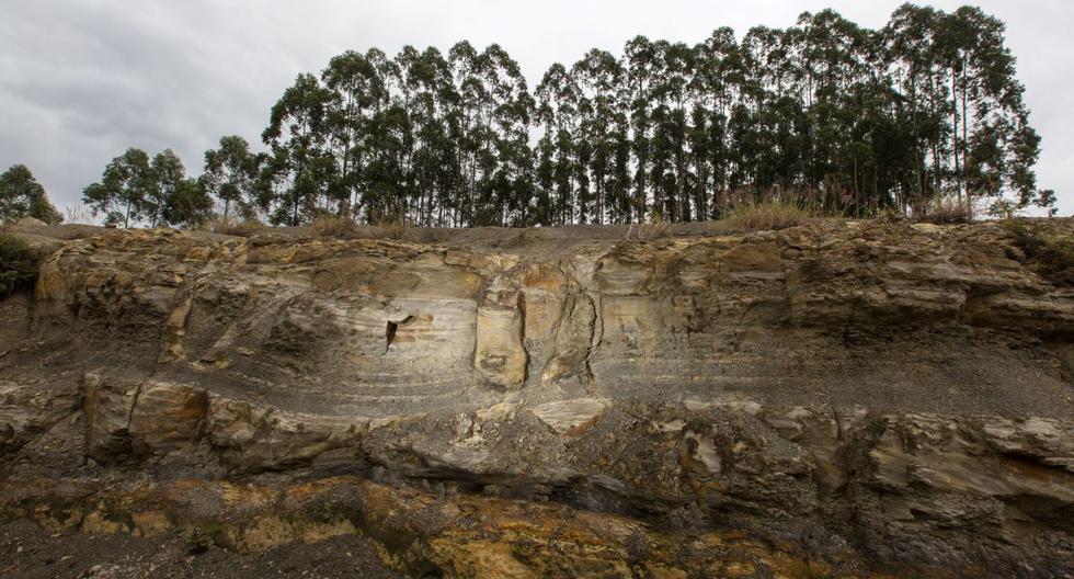 Vista de los fósiles encontrados dentro de las rocas de un bosque con 165 árboles en Ortigueira, estado de Paraná, sur de Brasil, el 15 de junio de 2022. (Ricardo Chicarelli / AFP).
