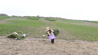 Sequía afecta a más de 3 mil hectáreas de cultivo