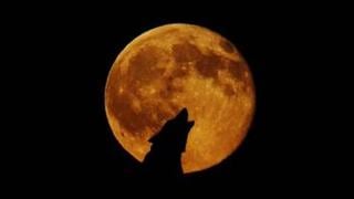 Luna llena de lobos 2022: cómo ver este primer fenómeno natural en México