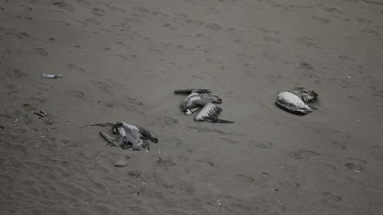 Más de dos docenas de pelícanos muertos y otros agonizando en la orilla
