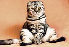 ¿Por qué el día del gato se celebra cada 29 de octubre?