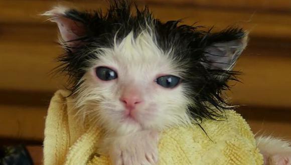 Facebook: ¿sabes cómo bañar bien a un gato?