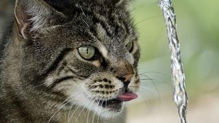 Gato se hace viral en redes sociales por su peculiar forma de tomar agua de un vaso