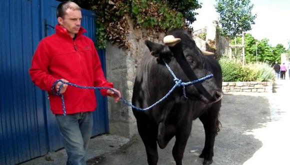 La poderosa amistad entre un granjero y un toro de lidia