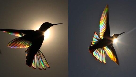Estas son algunas de las fotografías que Charles Spencer le tomó al colibrí con el efecto 'arco iris' y se hicieron virales en las redes sociales. (Foto: Charles Spencer Instagram)