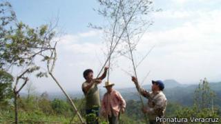 Restaurador ecológico, la profesión de los "fanáticos de la naturaleza"