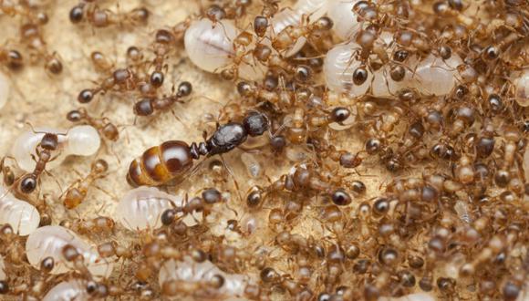 ¿Por qué las hormigas reina viven 30 años?. (Foto: Mis Animales)