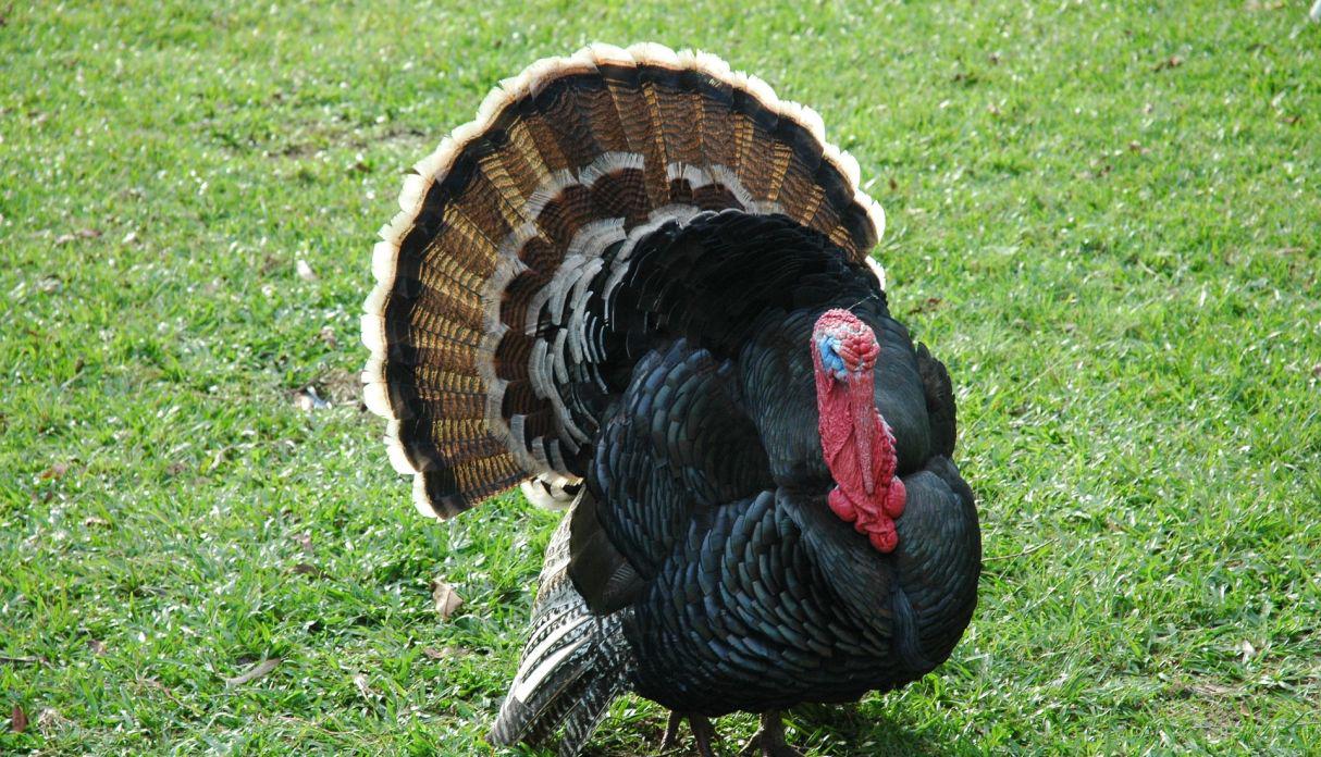 Los pavos del Reservoir Street en Cambridge llegaron hasta las calles y causaron pánico. (Foto: Pixabay)