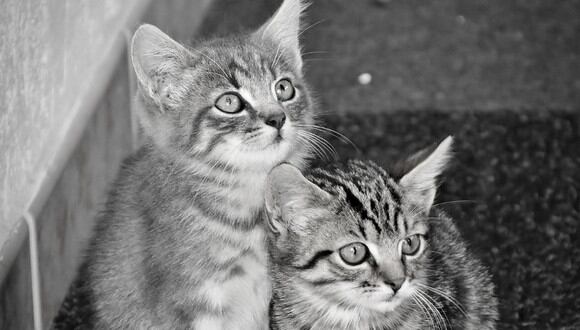 Dos gatos fueron las víctimas de un par de jóvenes que cumplen el servicio militar. (Referencial - Pixabay)