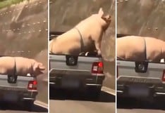 Transportan a cerdo y cabra en camioneta y se hace viral en redes