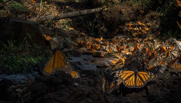 La mariposa monarca realiza un viaje de 4500 para llevar a pasar el invierno en los bosques del centro de México. Foto: ©AlianzaWWF-FundaciónTelmexTelcel.