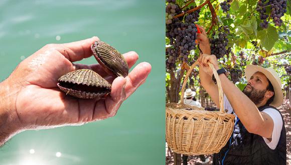 A pocos minutos de Paracas y el paraíso de las conchas, Pesaque inicia la vendimia en la Bodega San Nicolás, en Pisco, donde próximamente planea ampliar su huerto Yachay. El chef también perfila dos proyectos: un local vegetariano y una marisquería. (Foto: Mayta)