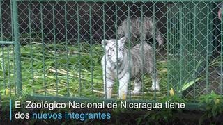 Dos tigres blancos, los nuevos inquilinos del zoológico de Nicaragua