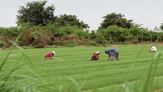 Alza de fertilizantes: Se requieren medidas inmediatas para no afectar la siguiente campaña agrícola