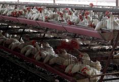 México niega un muerto por gripe aviar y acusa a la OMS de un comunicado “bastante malo”