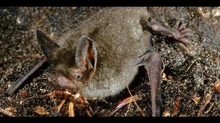 Descubren fósil de un murciélago que andaba en cuatro patas