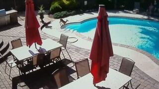 ¿Tenía mucho calor? Venado se metió a la piscina para 'nadar' un rato