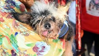 'Scamp, el vagabundo' fue elegido como "el perro más feo del mundo" en una reñida competencia